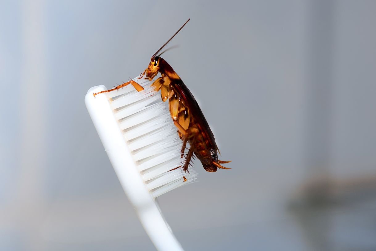 a cockroach on a toothbrush: A very common household bug problem