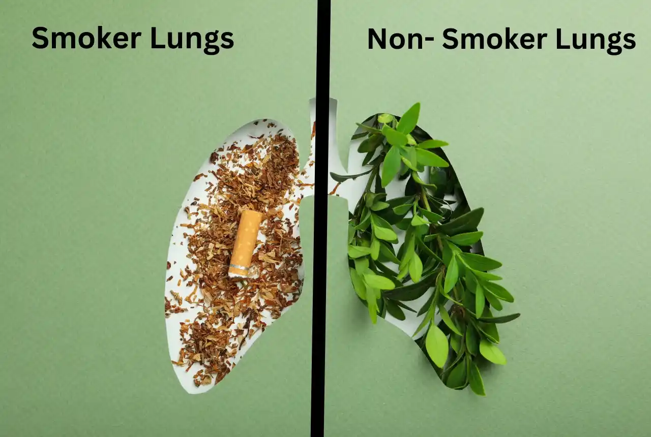 Understanding the Differences in Smoker vs Non-Smoker Lungs